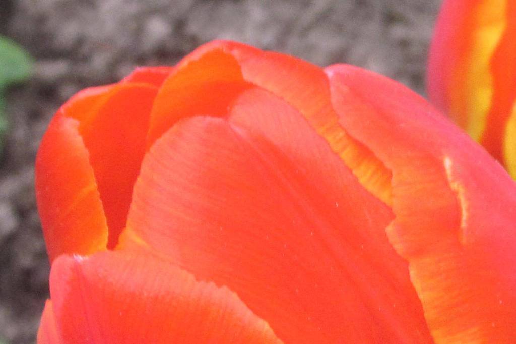 Blooming sunrise | Eye on MI