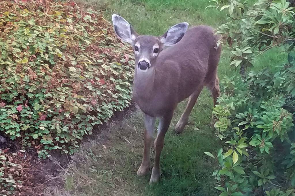Deer spotted on the Island | Eye on MI
