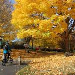 A cyclist rides over fallen leaves on Oct. 23, heading from Mercer Island to the I-90 bridge. Katie Metzger/staff photo