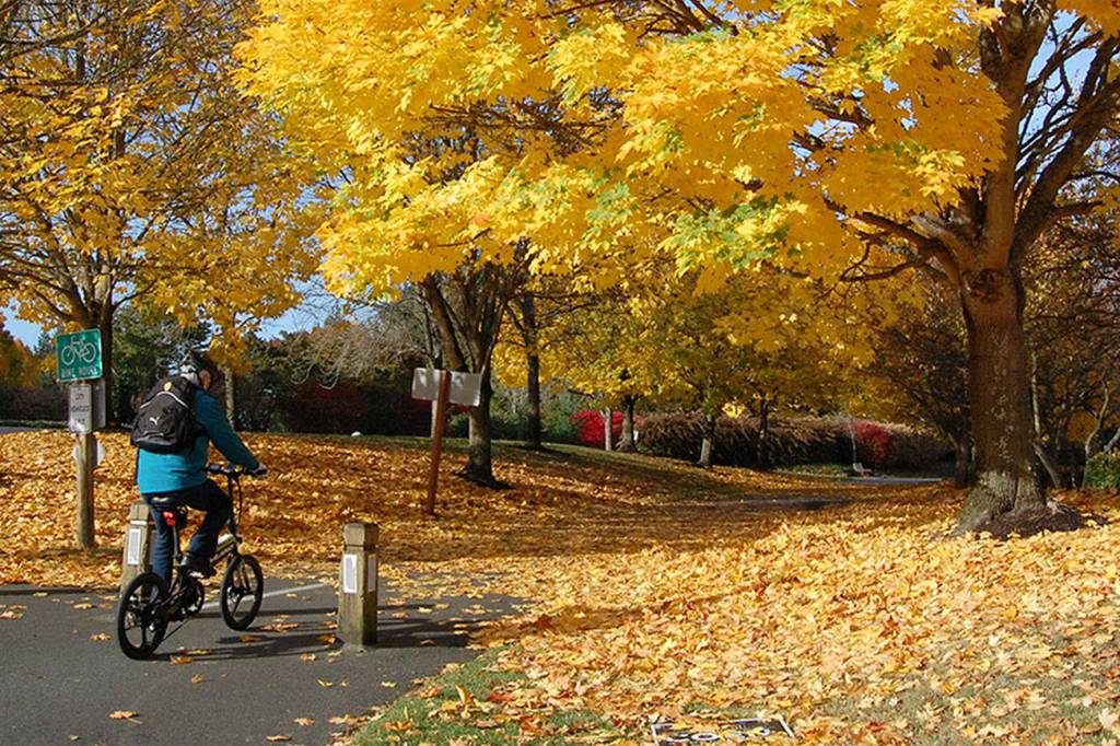 Mercer Island shows off fall foliage | Eye on MI