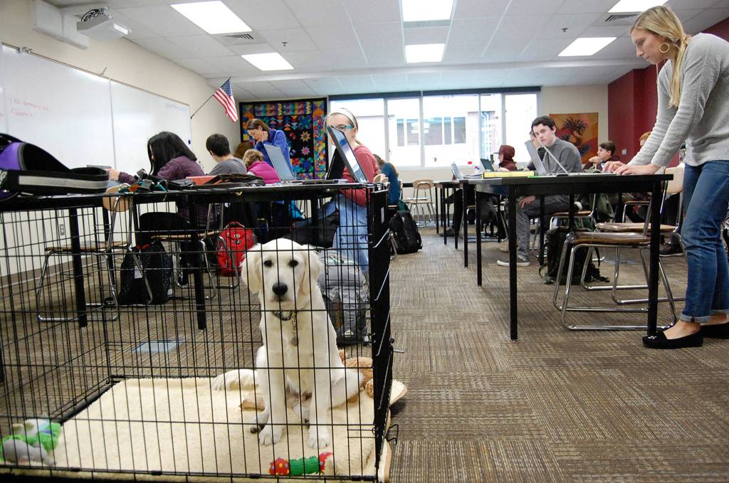 Finley, a therapy dog at Mercer Island High School, is available for all students to visit and play with, though he spends most of his time in the classroom of Andrea Confalone, who chairs the special education department. Katie Metzger/staff photo