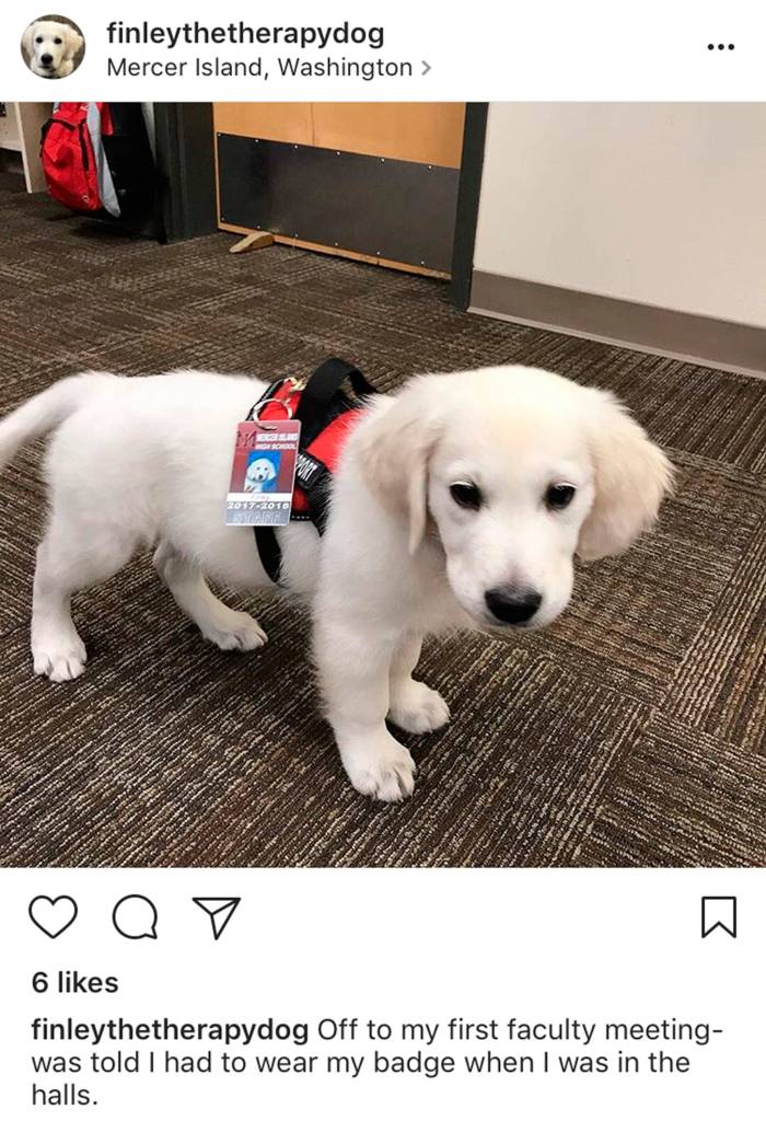 Finleys owner shares photos of him on social media. In this Instagram photo posted on Oct. 13, Finley goes to his first staff meeting at Mercer Island High School. He wears a faculty badge and therapy dog in training vest while walking in the halls of MIHS.