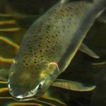 Conservationists: Why you should care about fish pens