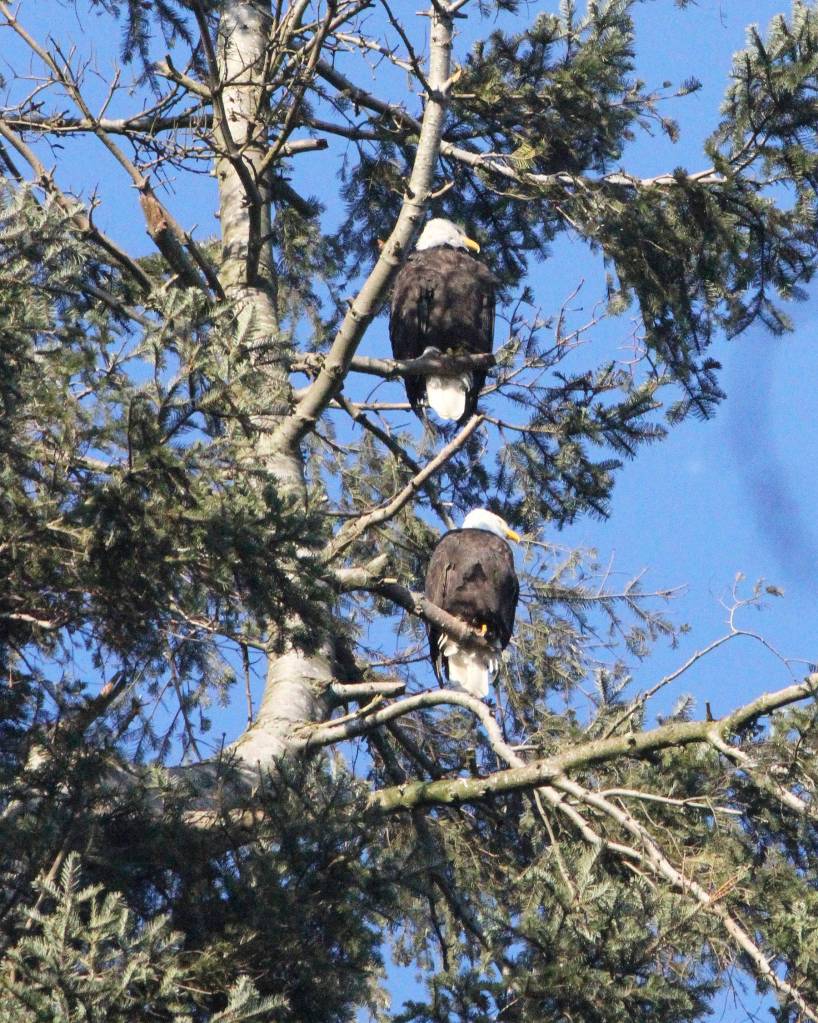 Eagles perch in a tree at Clarke Beach on Mercer Island. File photo