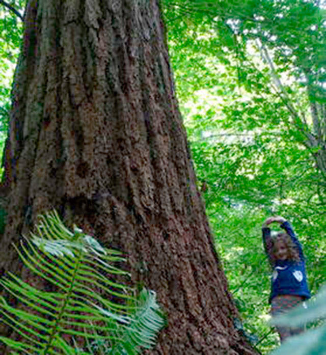 Annie Fitzgerald stands in front of the eagle tree at 4825 E. Mercer Way. Neighbors say it is difficult to photograph the tree in its entirety because of its size, and it is also hard to capture a picture of the birds that frequently visit it. Photo courtesy of Tim Fitzgerald
