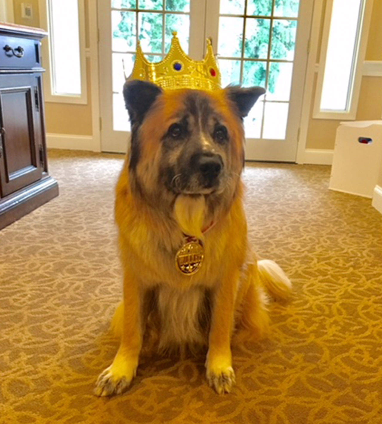 Moose, a St. Bernard, Chow, German Shepard mix who lives at Sunrise Mercer Island, won the communitys Pet of the Year contest. Photo courtesy of Marisa Mallett
