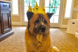 Mercer Island dog wins Sunrise Pet of the Year contest