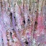 Family of Island artists featured in MIVAL’s March show