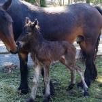 Bracken watches over baby pony Zara, who was born at the MI Funny Farm on March 15. Photo via Facebook