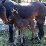 MI Funny Farm welcomes baby pony
