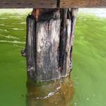 This piling, holding up the dock at Groveland Beach Park, is 50 years old and in need of repair. The beach will close this summer for construction from June to November, with shoreline access re-opening in early 2019. File photo