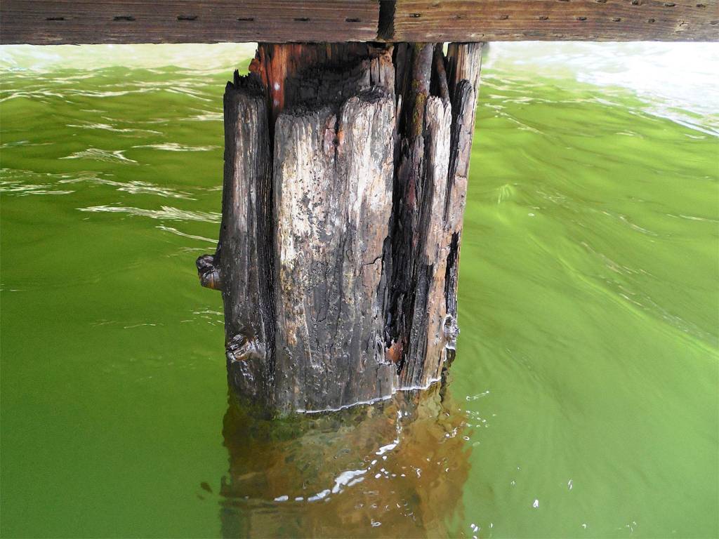 This piling, holding up the dock at Groveland Beach Park, is 50 years old and in need of repair. The beach will close this summer for construction from June to November, with shoreline access re-opening in early 2019. File photo