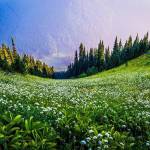A green, vibrant meadow along the Pacific Crest Trail in the North Cascades back country on the way to the summit of Glacier Peak. The photo was taken about 10 miles from any road. Tony Michaels Photography
