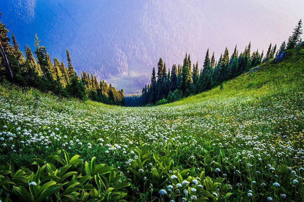 A green, vibrant meadow along the Pacific Crest Trail in the North Cascades back country on the way to the summit of Glacier Peak. The photo was taken about 10 miles from any road. Tony Michaels Photography