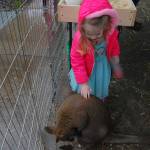 A wallaby entertains Islanders in the Animal Encounters Farm at the citys sustainability fair on April 14. Katie Metzger/staff photo
