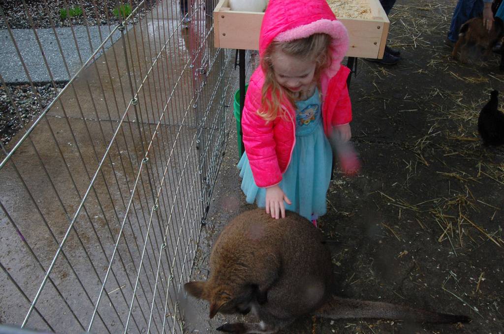 A wallaby entertains Islanders in the Animal Encounters Farm at the citys sustainability fair on April 14. Katie Metzger/staff photo