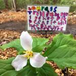 Laura Drake adopted these trillium plants for their protection. Photo courtesy of Linda Anchondo