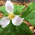 Laura Drake adopted these trillium plants for their protection. Photo courtesy of Linda Anchondo