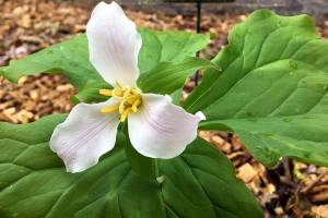 Laura Drake adopted these trillium plants for their protection. Photo courtesy of Linda Anchondo