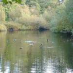 Ellis Pond is one of Mercer Islands critical areas. The citys critical areas code and shoreline master program are due for a review. Photo courtesy of the city of Mercer Island