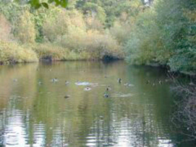 Ellis Pond is one of Mercer Islands critical areas. The citys critical areas code and shoreline master program are due for a review. Photo courtesy of the city of Mercer Island