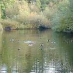 Mercer Island starts critical areas review