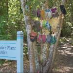 Pairs of work gloves hang in the Mercerdale Park Native Plant Garden, representing over 500 hours of labor donated by volunteers to restore, replant, maintain, and share this secret garden located north of the Skate Park, between a wetland and the paved Circular Path. Photo courtesy of Patrick Daugherty