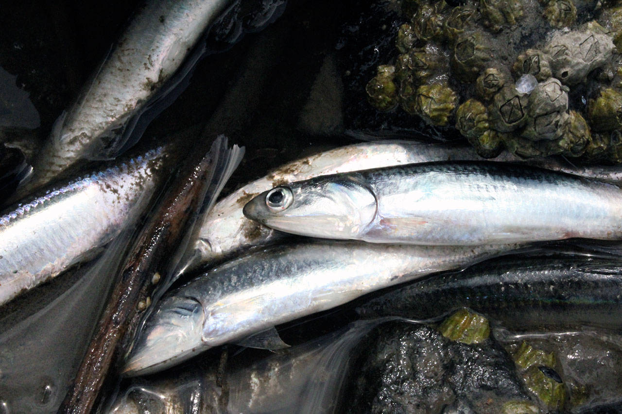 Dead Liberty Bay anchovies likely the result of natural processes