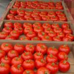 Tomatoes and many other types of produce can be found at the Mercer Island Farmers Market. Katie Metzger/staff photo