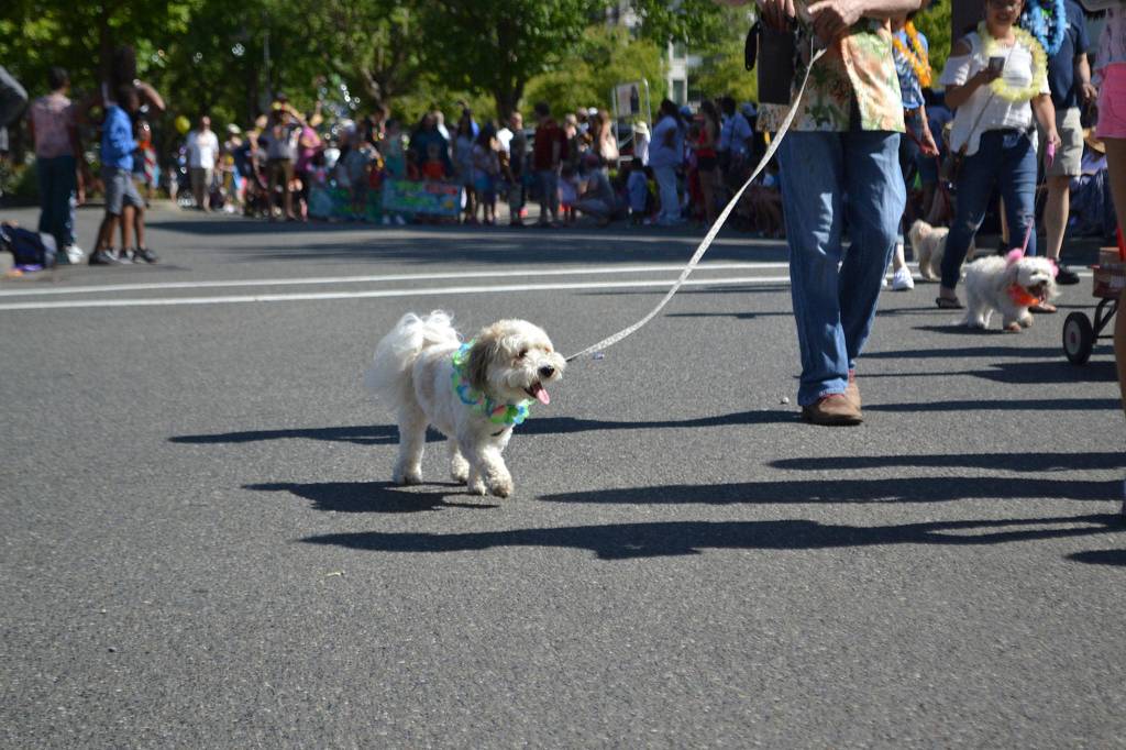 A dog in the Havanese of Mercer Island group walks in the Summer Celebration parade on July 14. Katie Metzger/staff photo