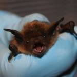 Rabid bat found near Woodinville