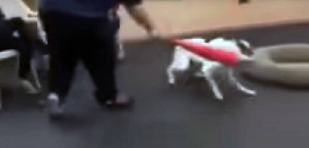 A video has surfaced which shows a trainer at Bothells Academy of Canine Behavior hitting a dog with a plastic bat.
