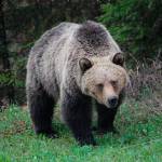 Grizzly bears used to live all across Washington state until human density drove them away within the last 200 years.