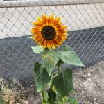 An after school club at Lakeridge teaches students about gardening, cooking, sustainable farming and local food. Photo courtesy of Nancy Weil