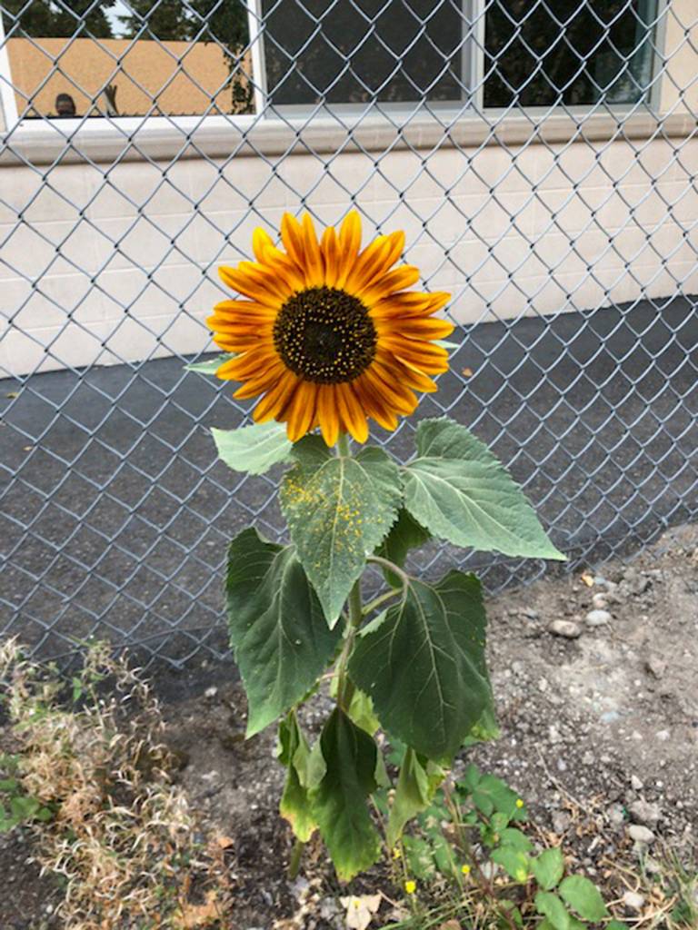 An after school club at Lakeridge teaches students about gardening, cooking, sustainable farming and local food. Photo courtesy of Nancy Weil