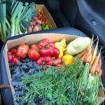 The garden has more than a dozen beds and many varieties of plants and vegetables. Photo courtesy of Nancy Weil