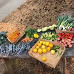 Garden Club volunteers at Lakeridge Elementary harvested these donations for the Mercer Island Youth and Family Services Food Pantry on Aug. 12. Photo courtesy of Nancy Weil