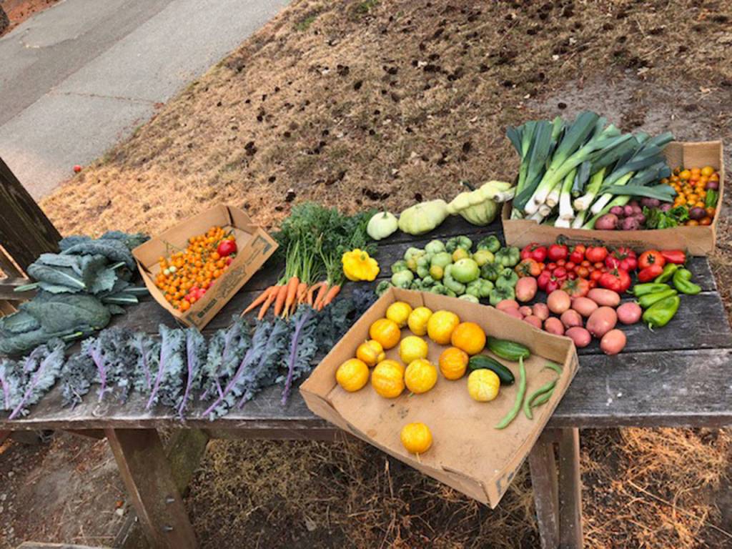 Garden Club volunteers at Lakeridge Elementary harvested these donations for the Mercer Island Youth and Family Services Food Pantry on Aug. 12. Photo courtesy of Nancy Weil