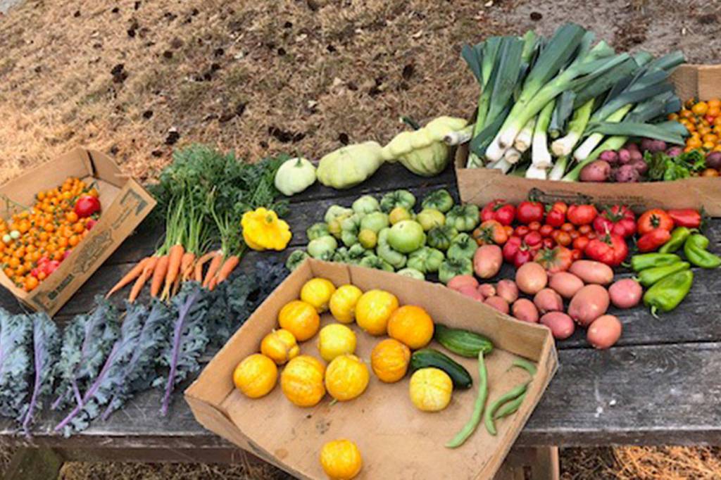 Volunteers help Lakeridge’s community garden with summer harvest