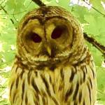 Aggressive owls in Pioneer Park, city of Mercer Island warns
