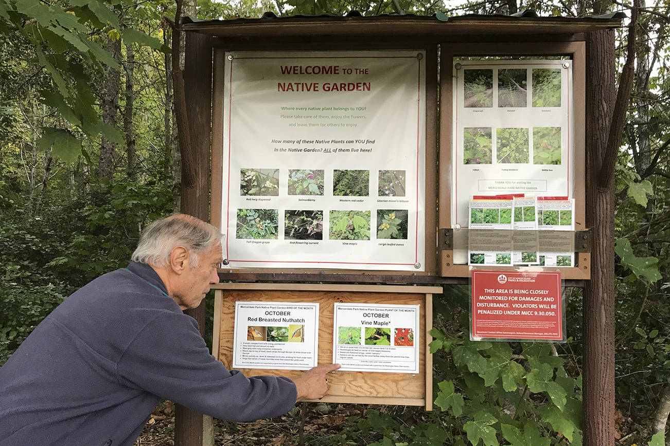 An Island resident points out that blossoms of the Vine Maple, the October Plant of the Month, provide nectar for hummingbirds. Photo courtesy of Meg Lippert