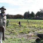 Where to pick up a pumpkin this October