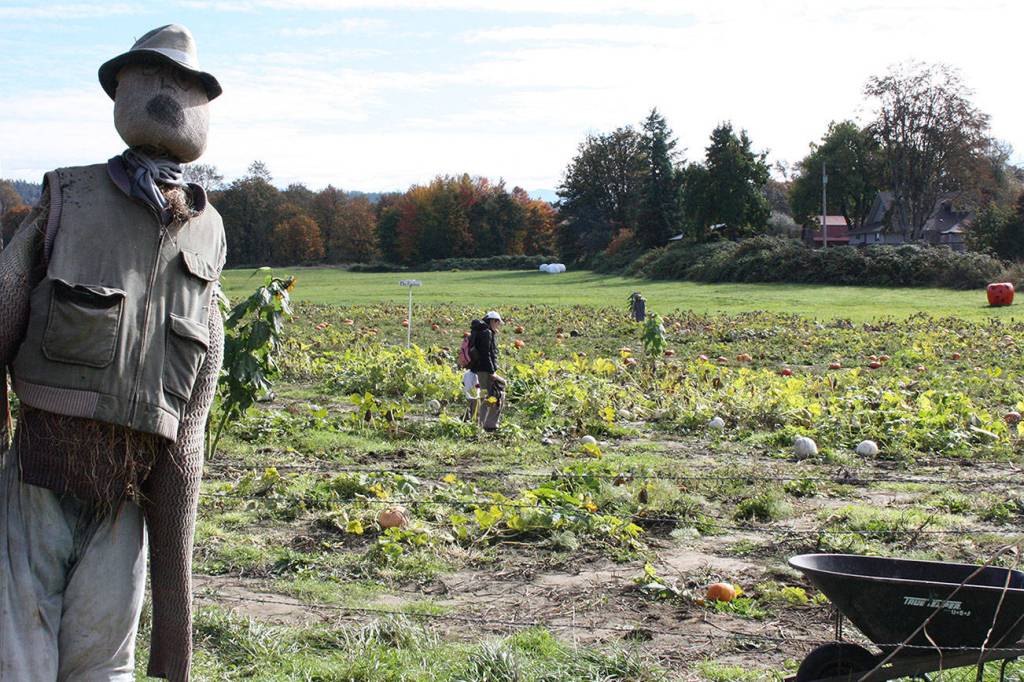 Where to pick up a pumpkin this October