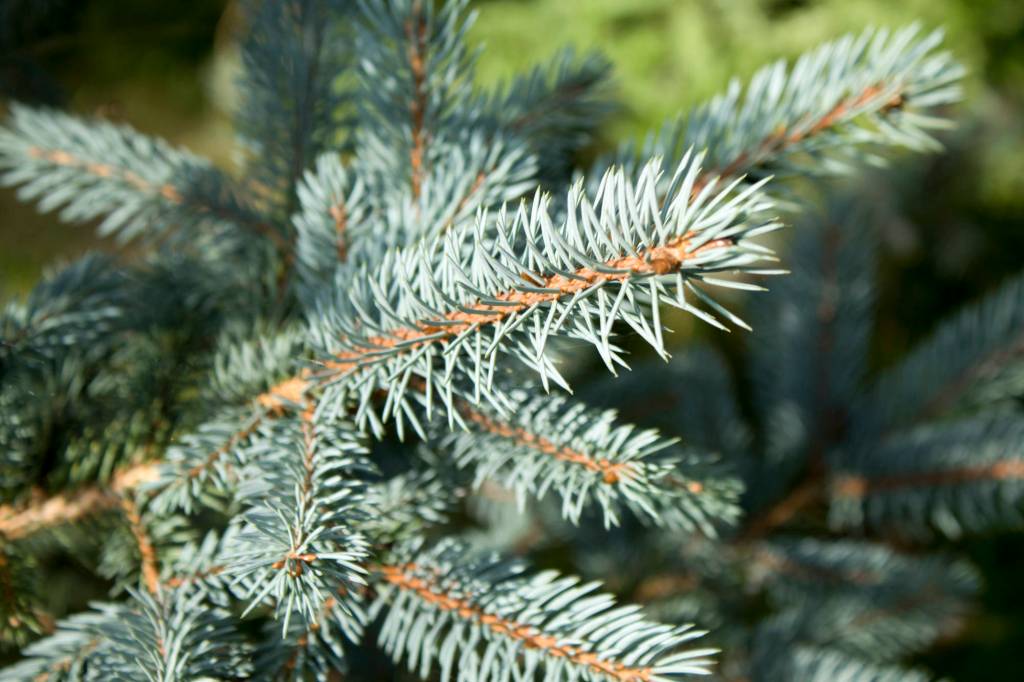 Mercer Island offers holiday tree recycling options