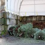 Mercer Island offers holiday tree recycling options
