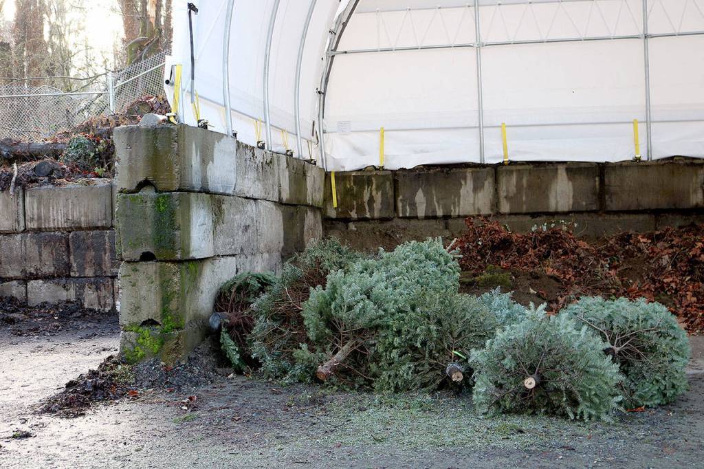 Mercer Island offers holiday tree recycling options