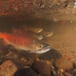 Kokanee salmon in Ebright Creek in Sammamish. U.S. Department of the Interior