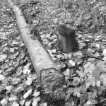 Beavers are active in Mercer Island’s Luther Burbank Park