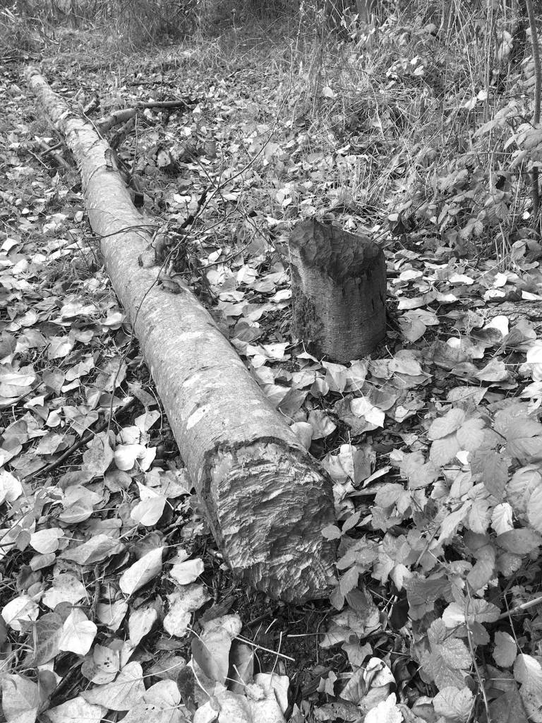 Beavers are active in Mercer Island’s Luther Burbank Park