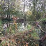 Beavers have been active in a park on Mercer Island near the shoreline of Lake Washington. Photo courtesy of An Tootill